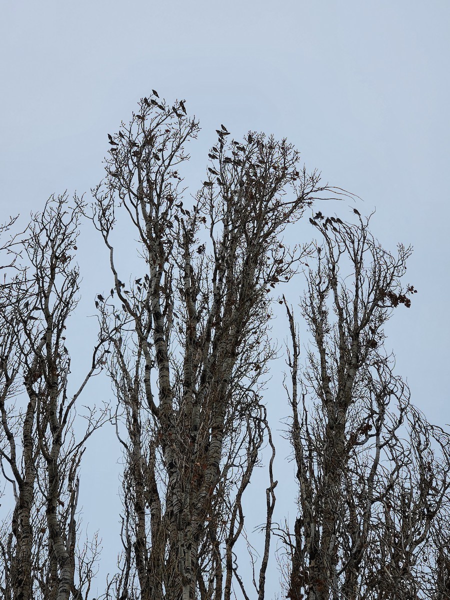 Bohemian Waxwing - ML646225071