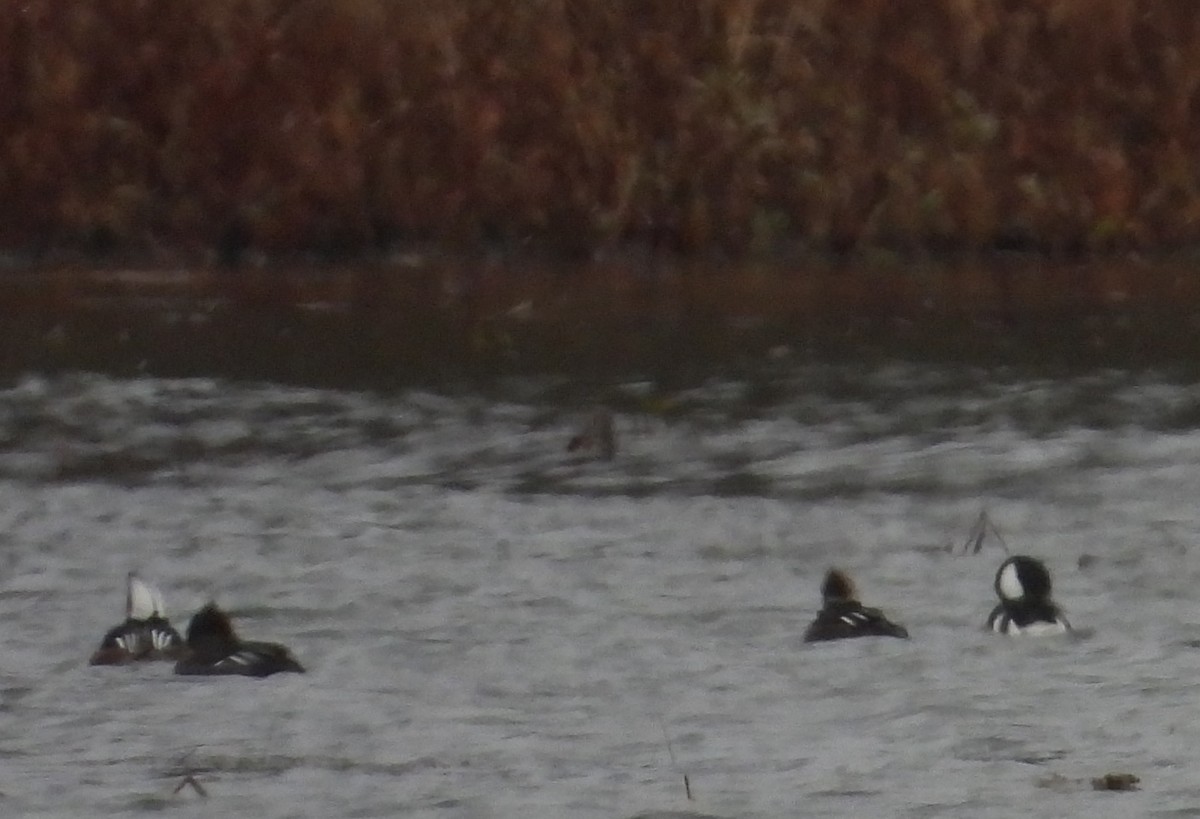 Капюшоновый крохаль - ML646225076