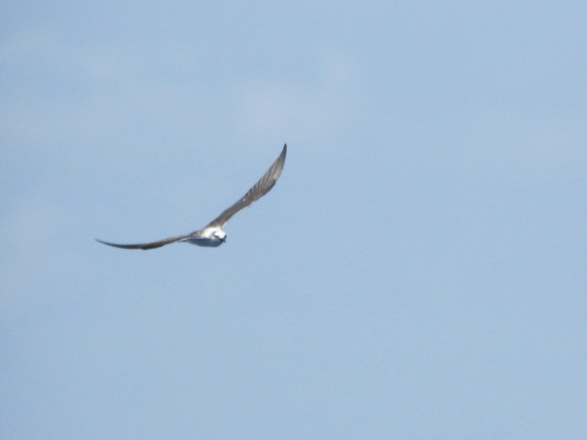 マミジロアジサシ - ML646225078