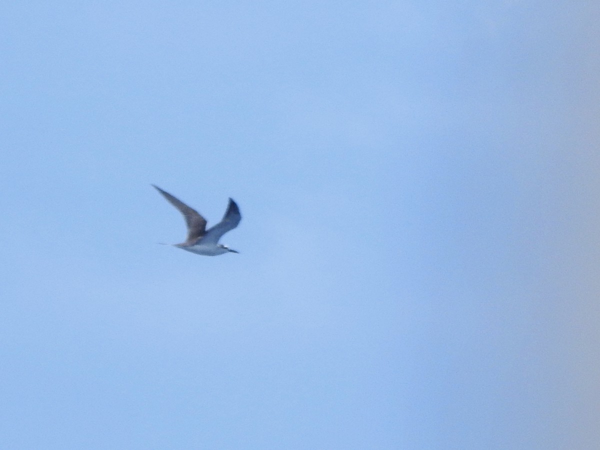 マミジロアジサシ - ML646225079