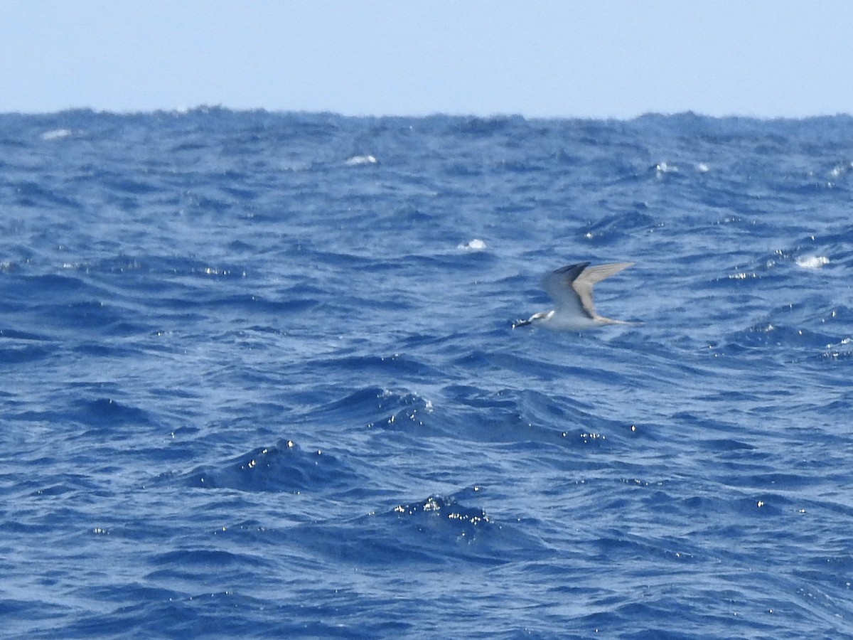 マミジロアジサシ - ML646225081