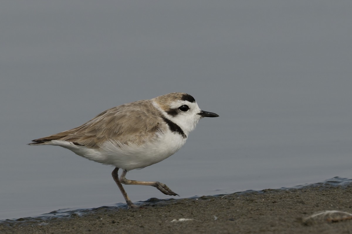 Snowy Plover - ML646225083