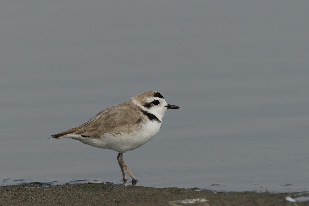 Snowy Plover - ML646225084