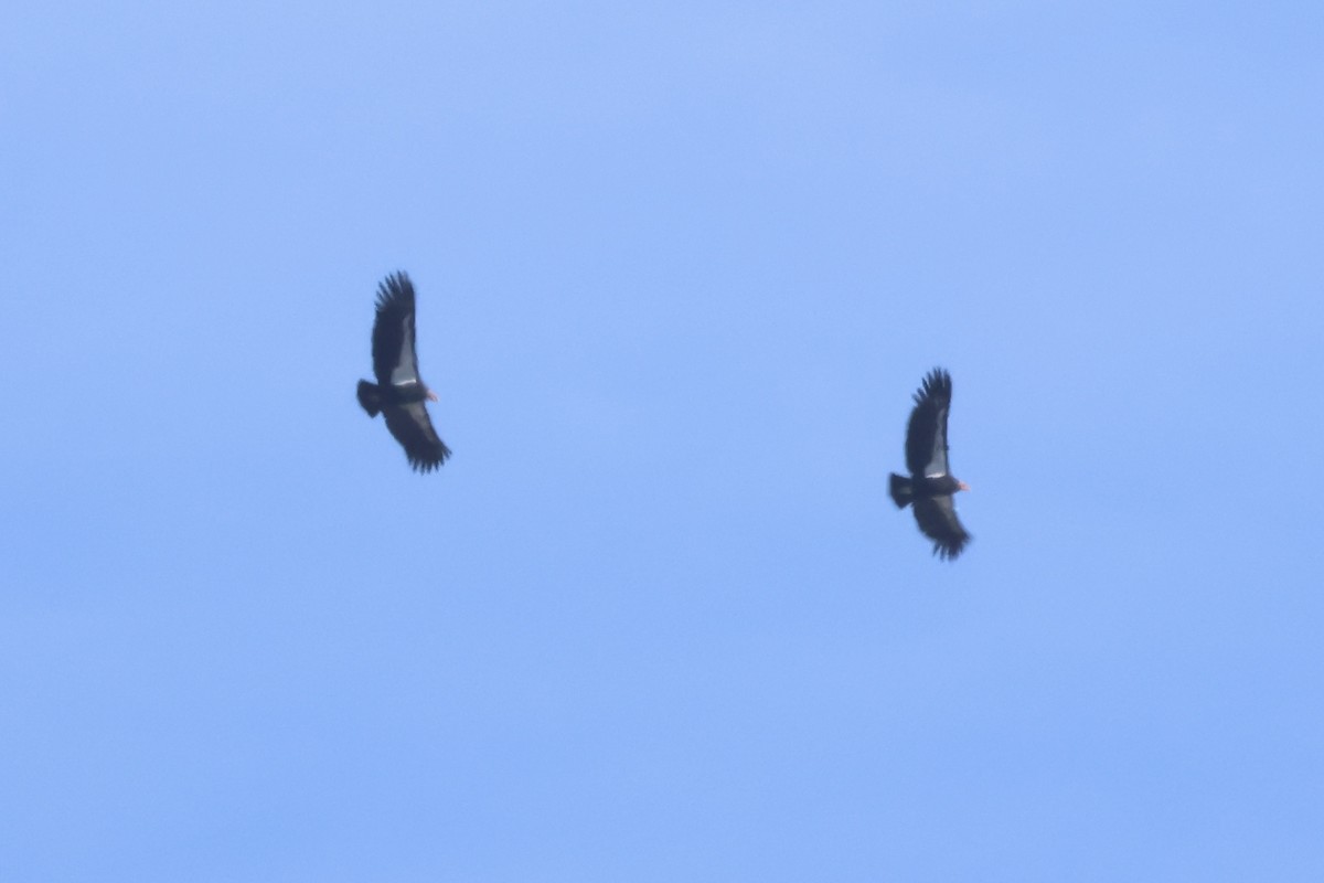 California Condor - ML646225086