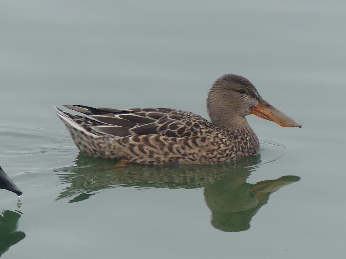 Northern Shoveler - ML646225087