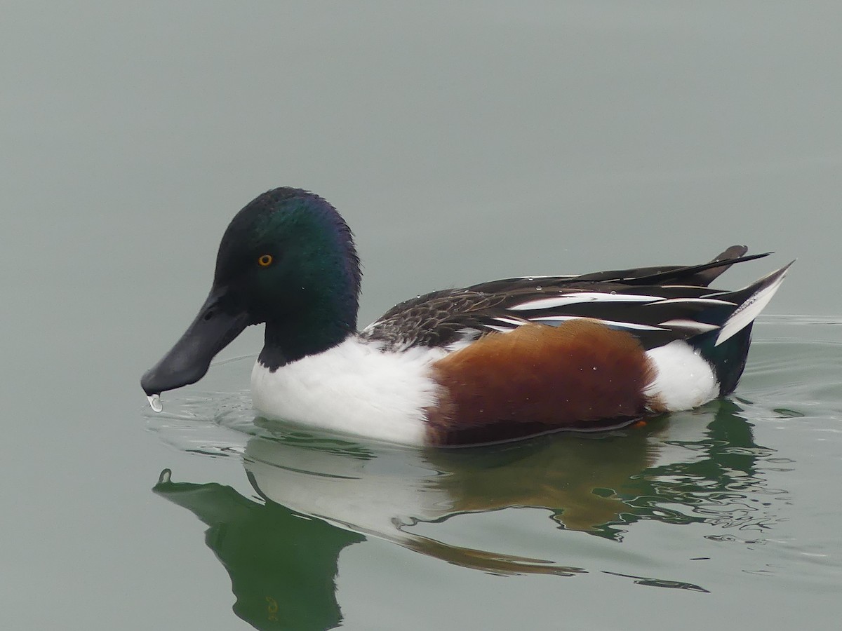 Northern Shoveler - ML646225088