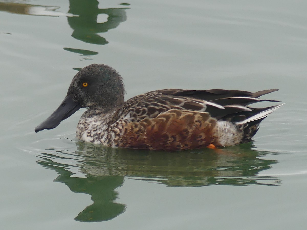 Northern Shoveler - ML646225089