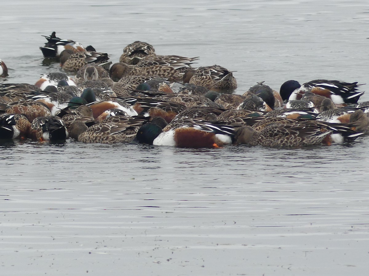Northern Shoveler - ML646225090