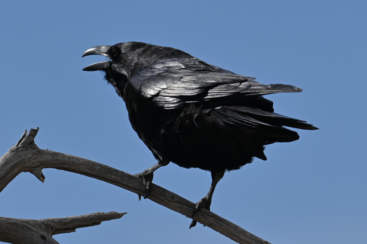 krkavec velký - ML646225091