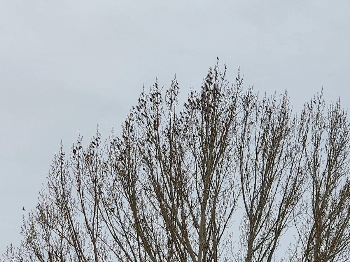 Bohemian Waxwing - ML646225092