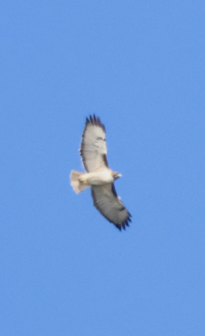 Канюк неоарктичний - ML646225093