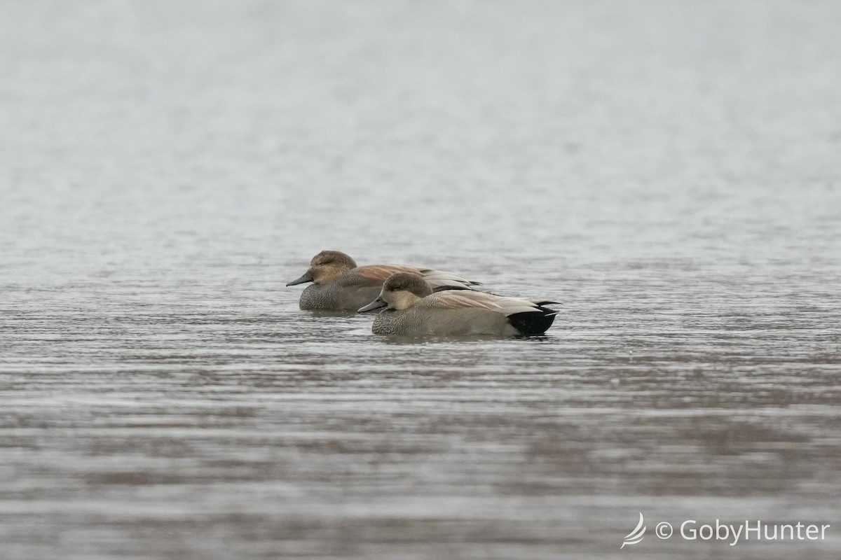 Нерозень - ML646225095