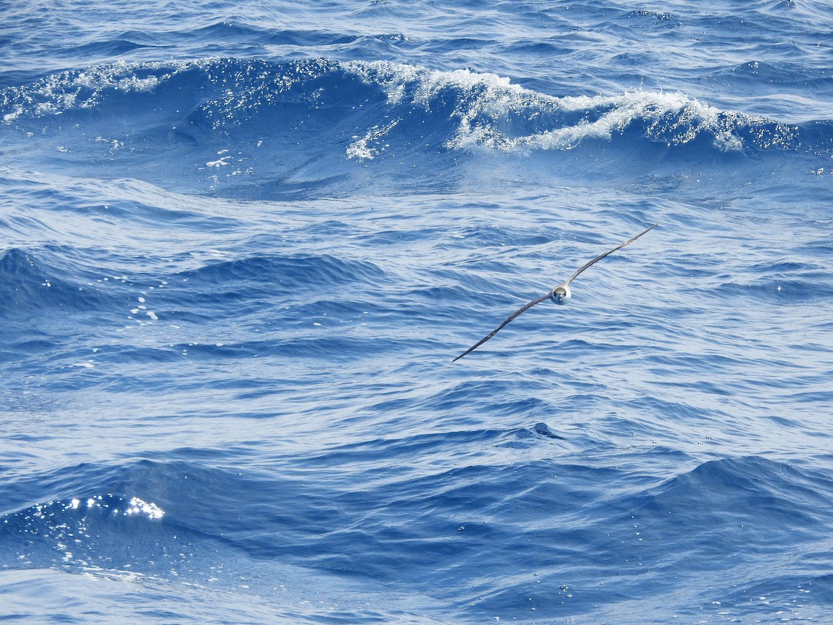 Pétrel diablotin (forme à face blanche) - ML646225096