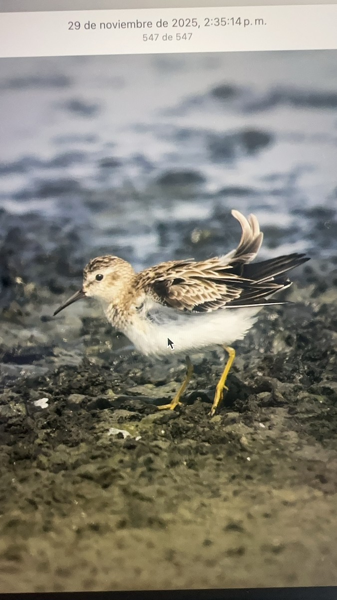 Txirri nanoa - ML646225105