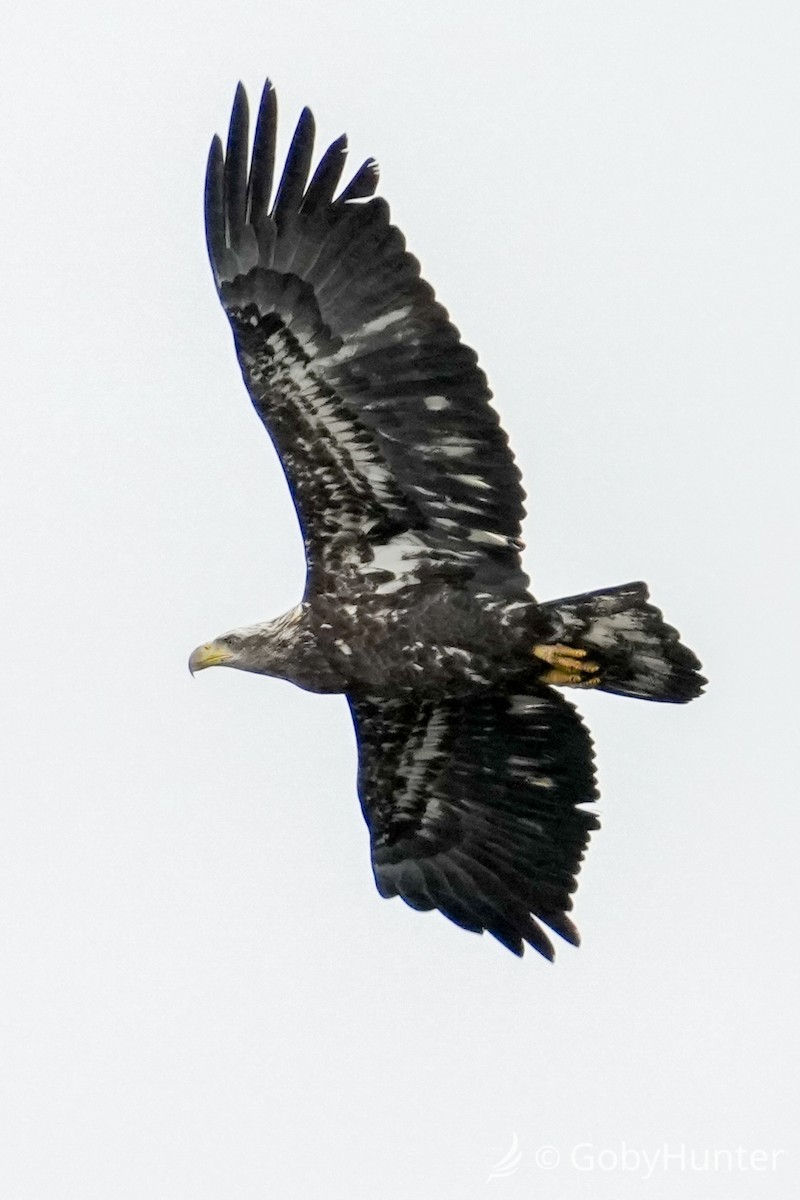 Pygargue à tête blanche - ML646225107