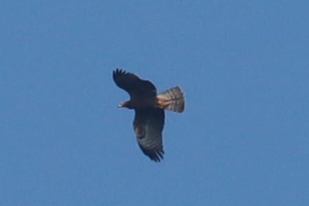 Oriental Honey-buzzard - ML646225108