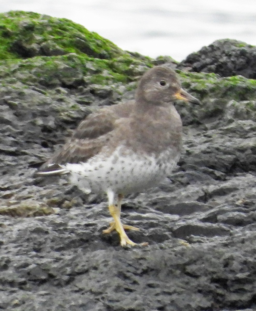 アライソシギ - ML646225109