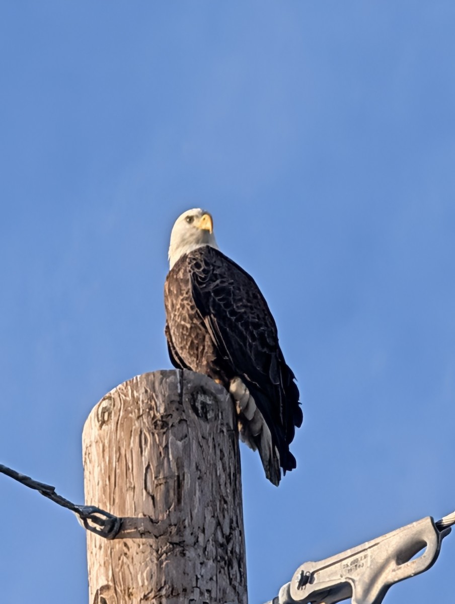 Pygargue à tête blanche - ML646225110