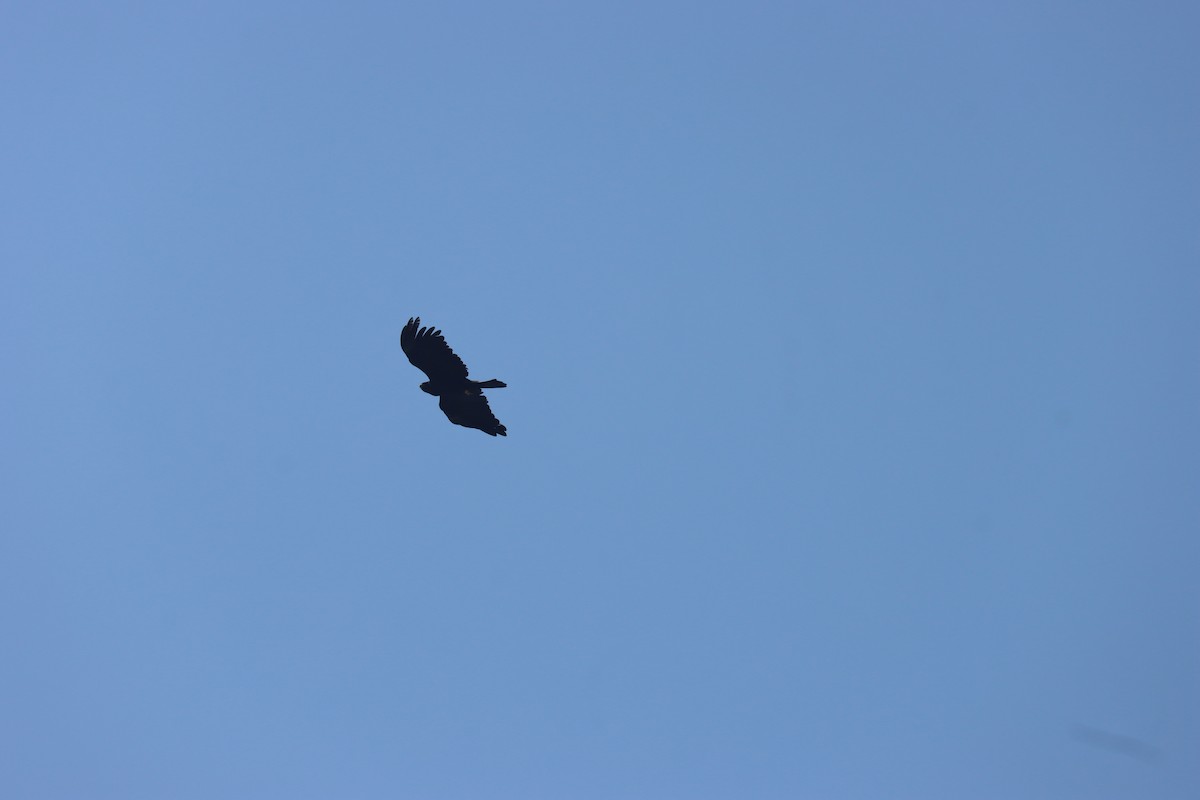 Black Eagle - ML646225117