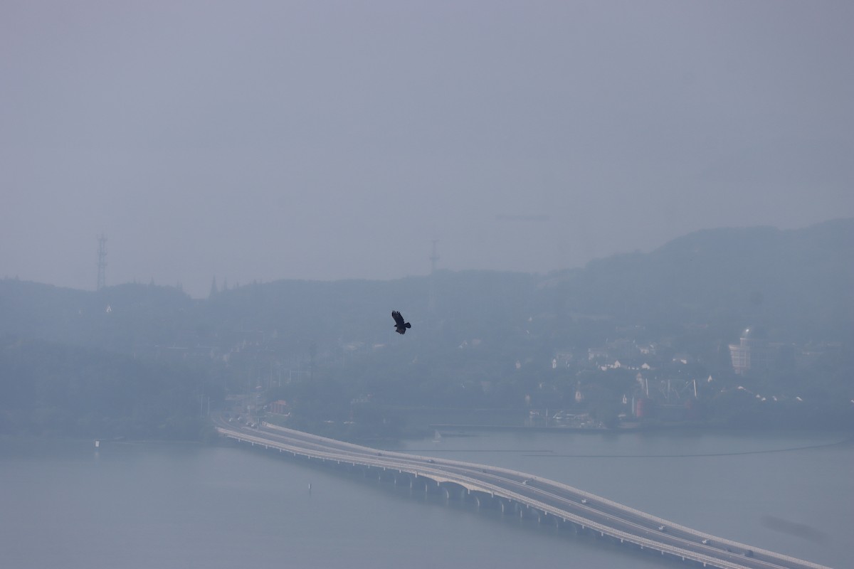 Black Eagle - ML646225118