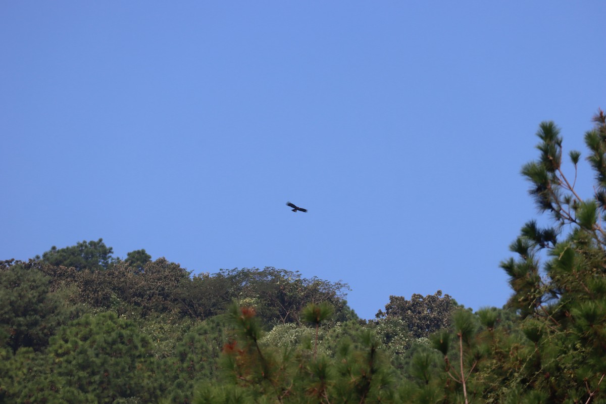 Black Eagle - ML646225119