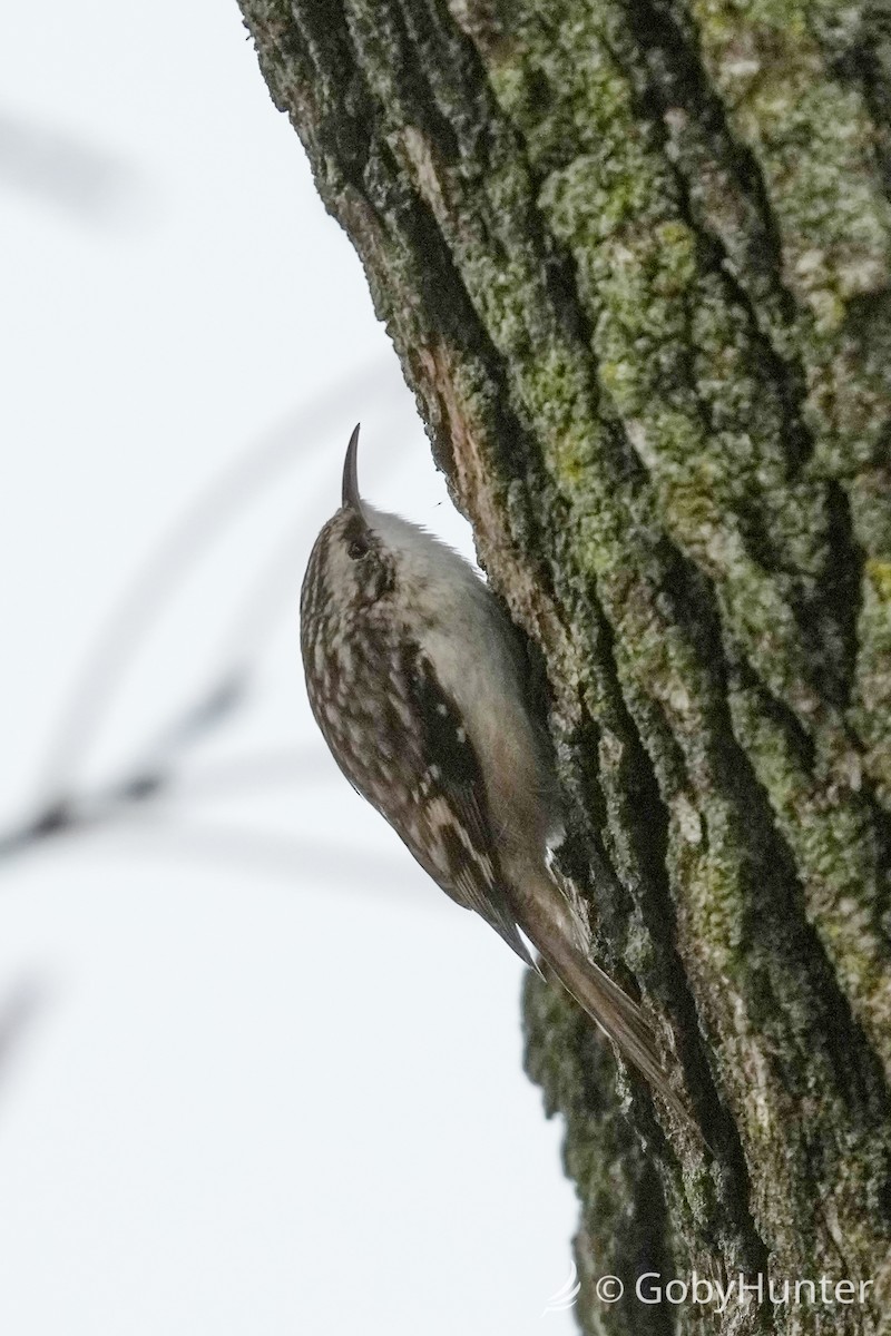 Brown Creeper - ML646225120
