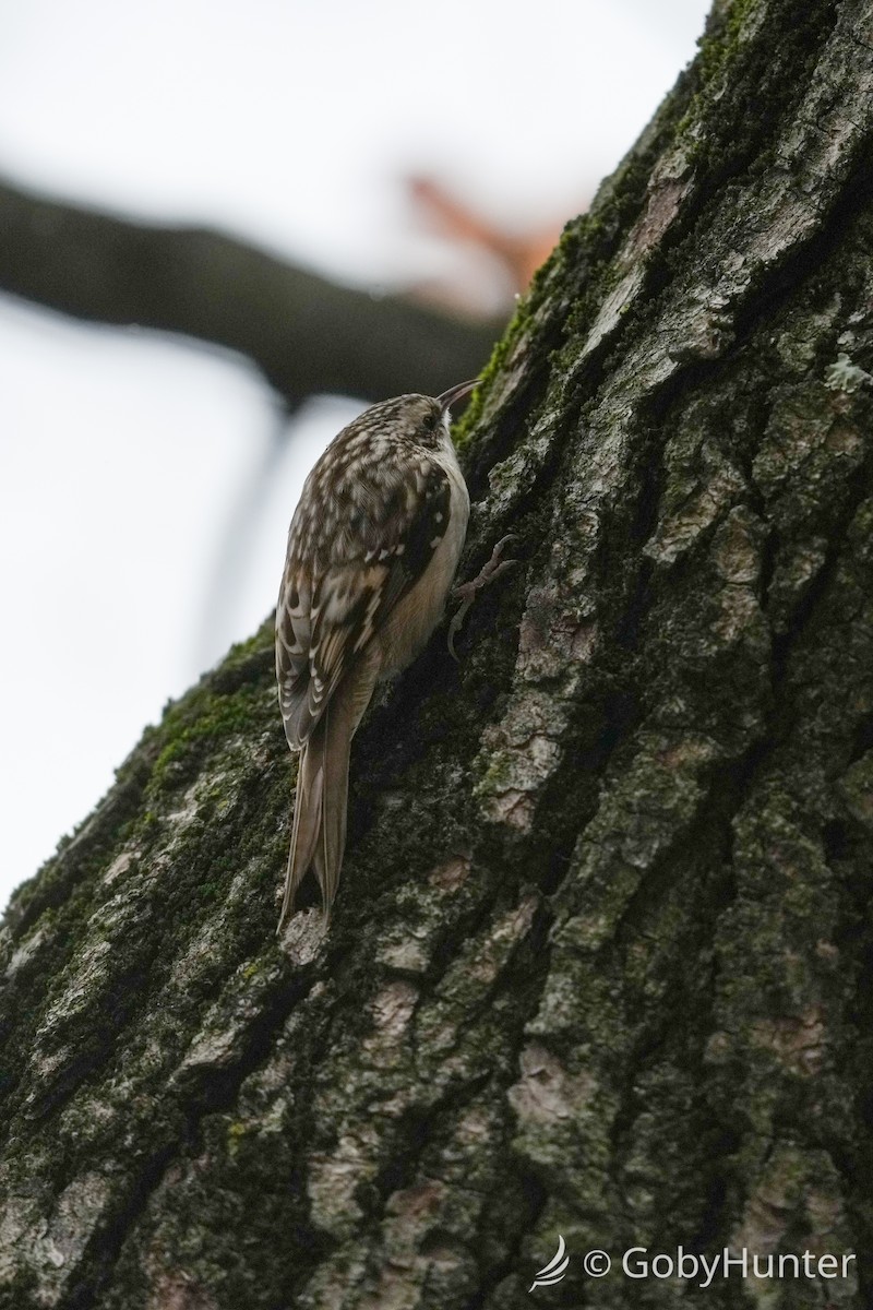 Brown Creeper - ML646225121