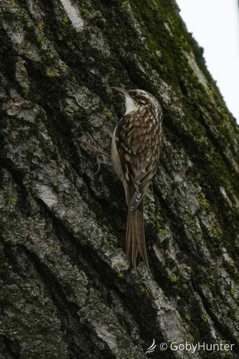 Brown Creeper - ML646225122