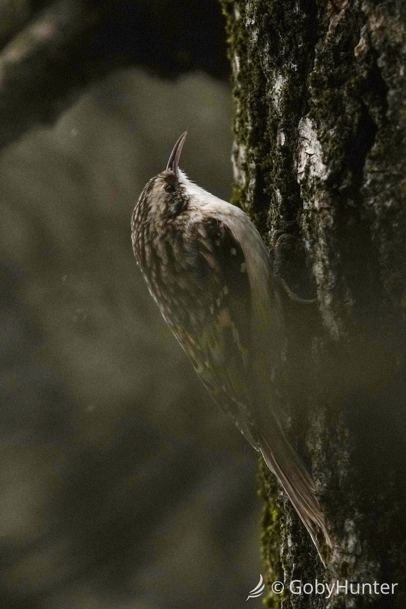 Brown Creeper - ML646225123