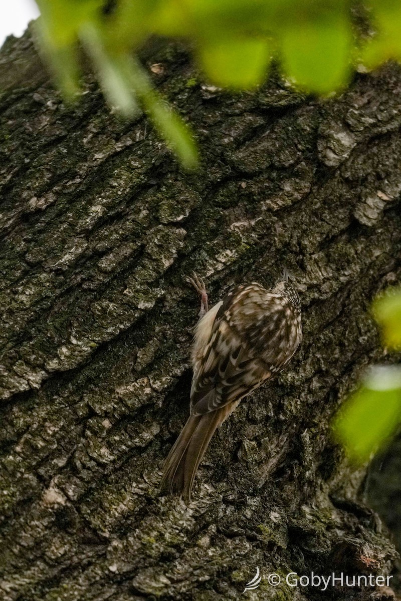Brown Creeper - ML646225124