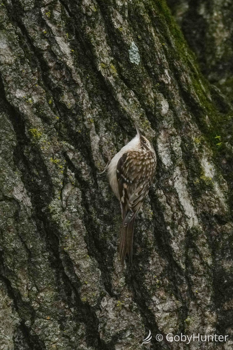 Brown Creeper - ML646225125