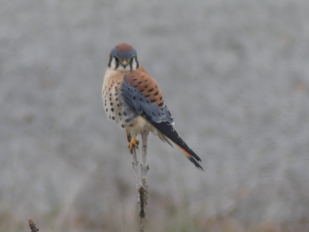 American Kestrel - ML646225126