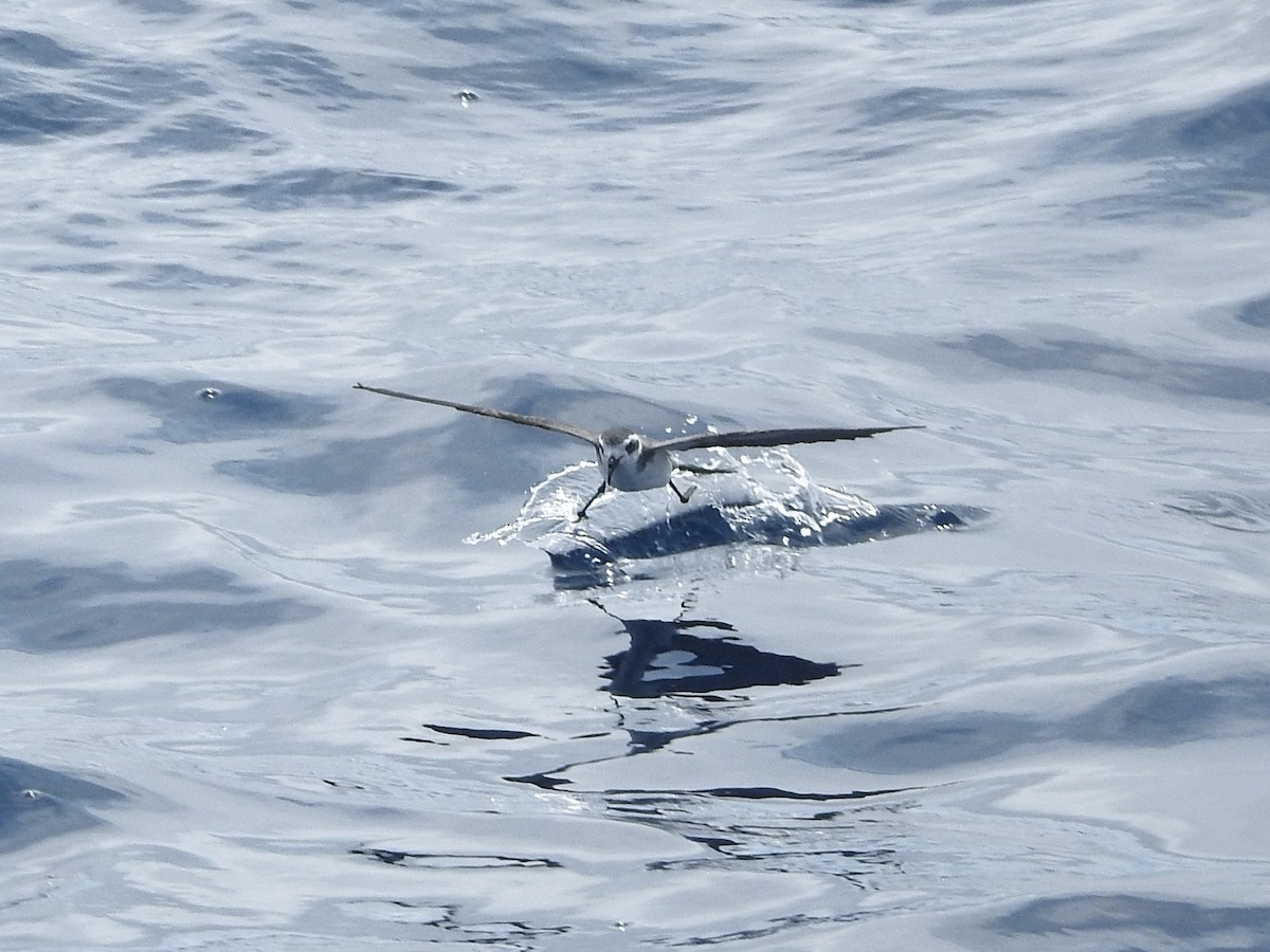 fregattstormsvale - ML646225132