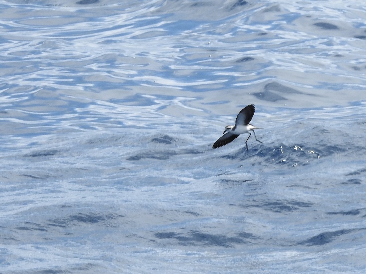 fregattstormsvale - ML646225134