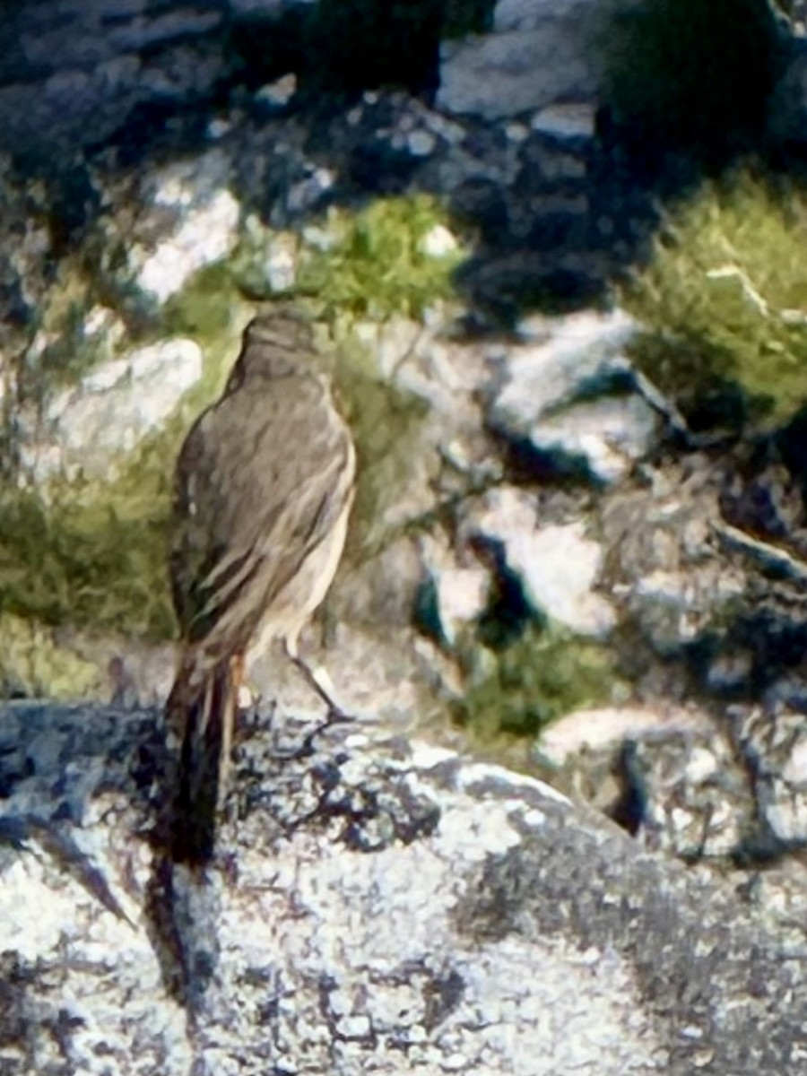 Familiar Chat - ML646225135