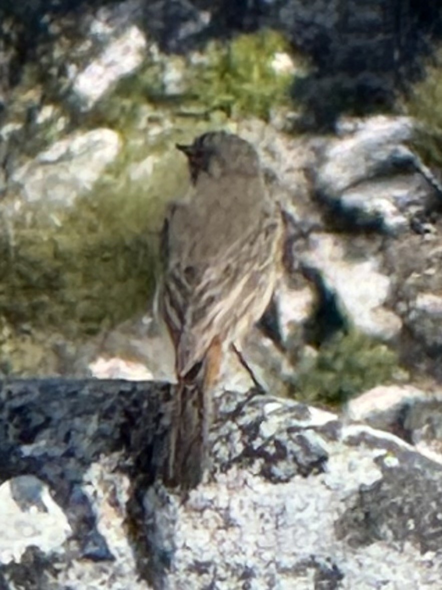 Familiar Chat - ML646225136