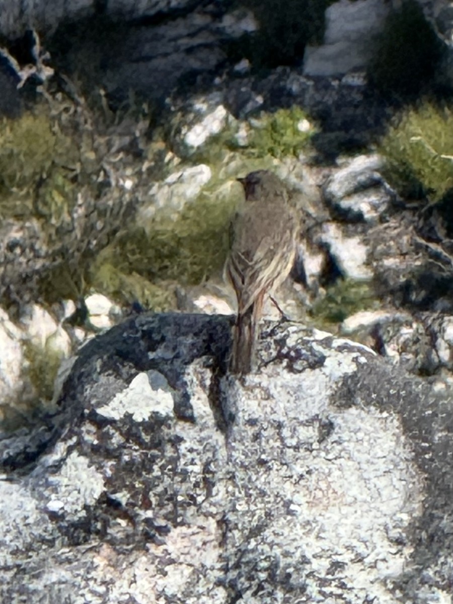 Familiar Chat - ML646225137