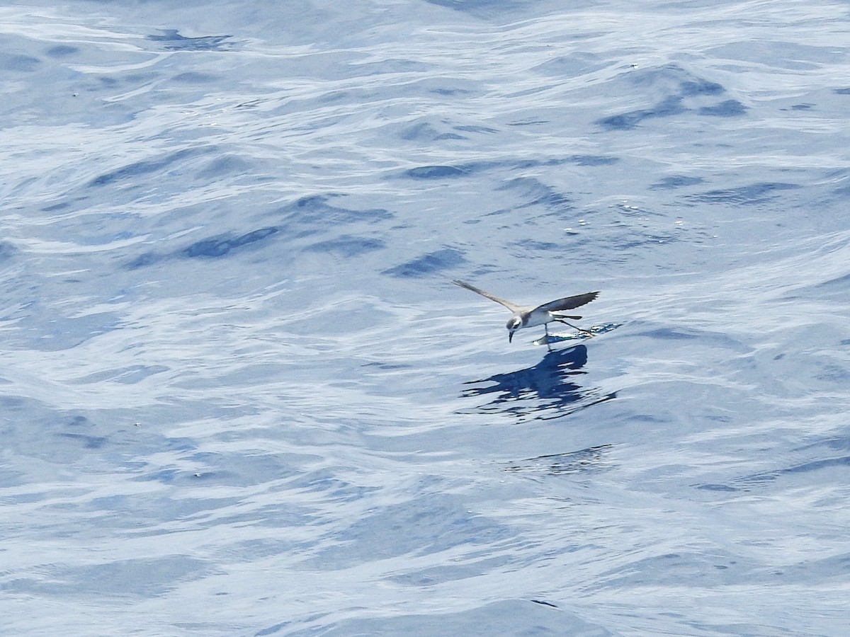 fregattstormsvale - ML646225138