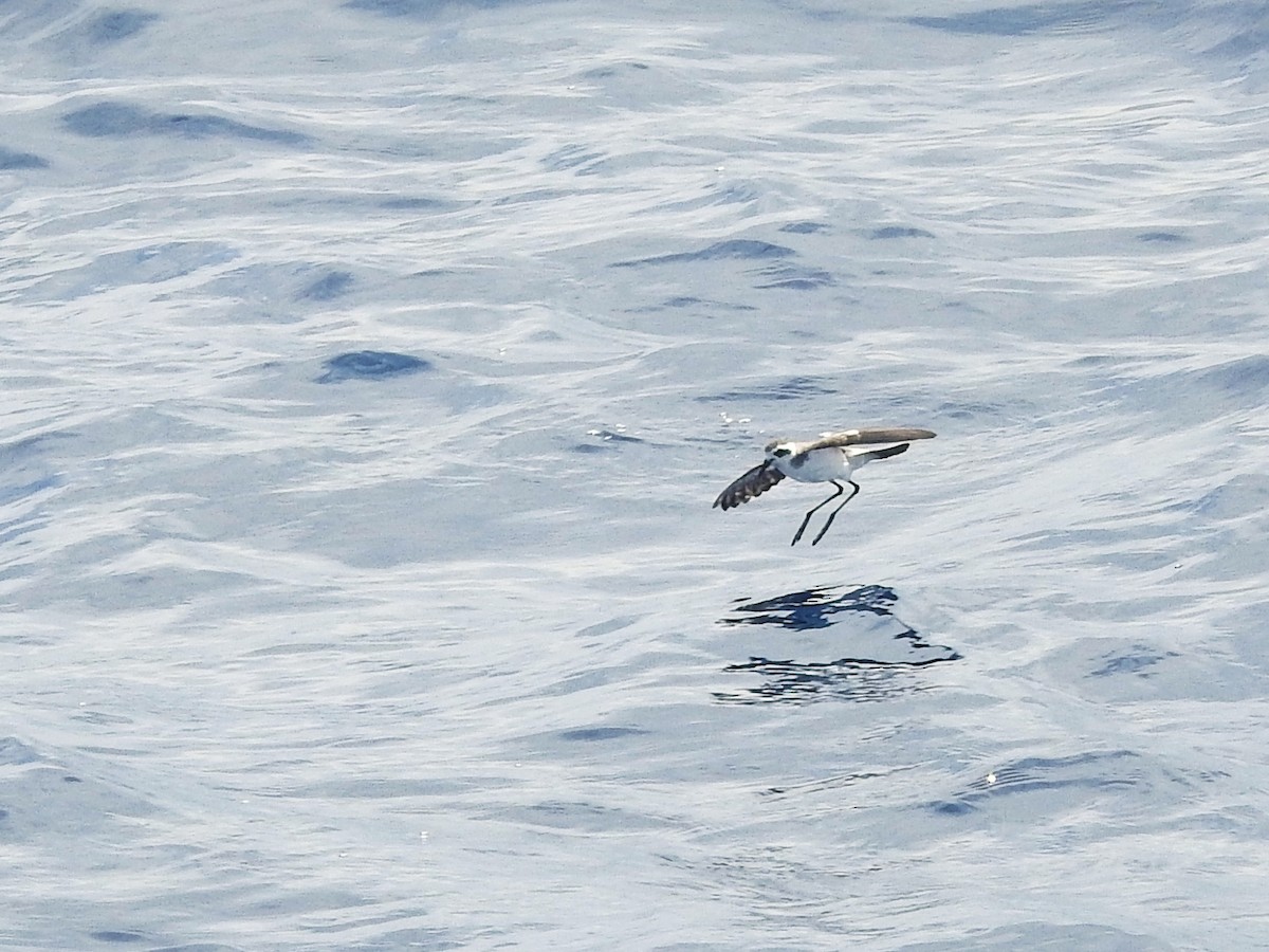 יסעורון לבן-פנים - ML646225139