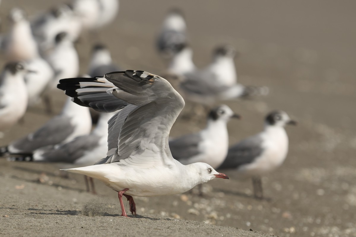 שחף אפור-ראש - ML646225140