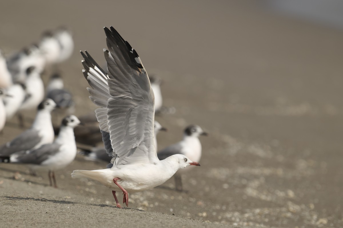שחף אפור-ראש - ML646225141