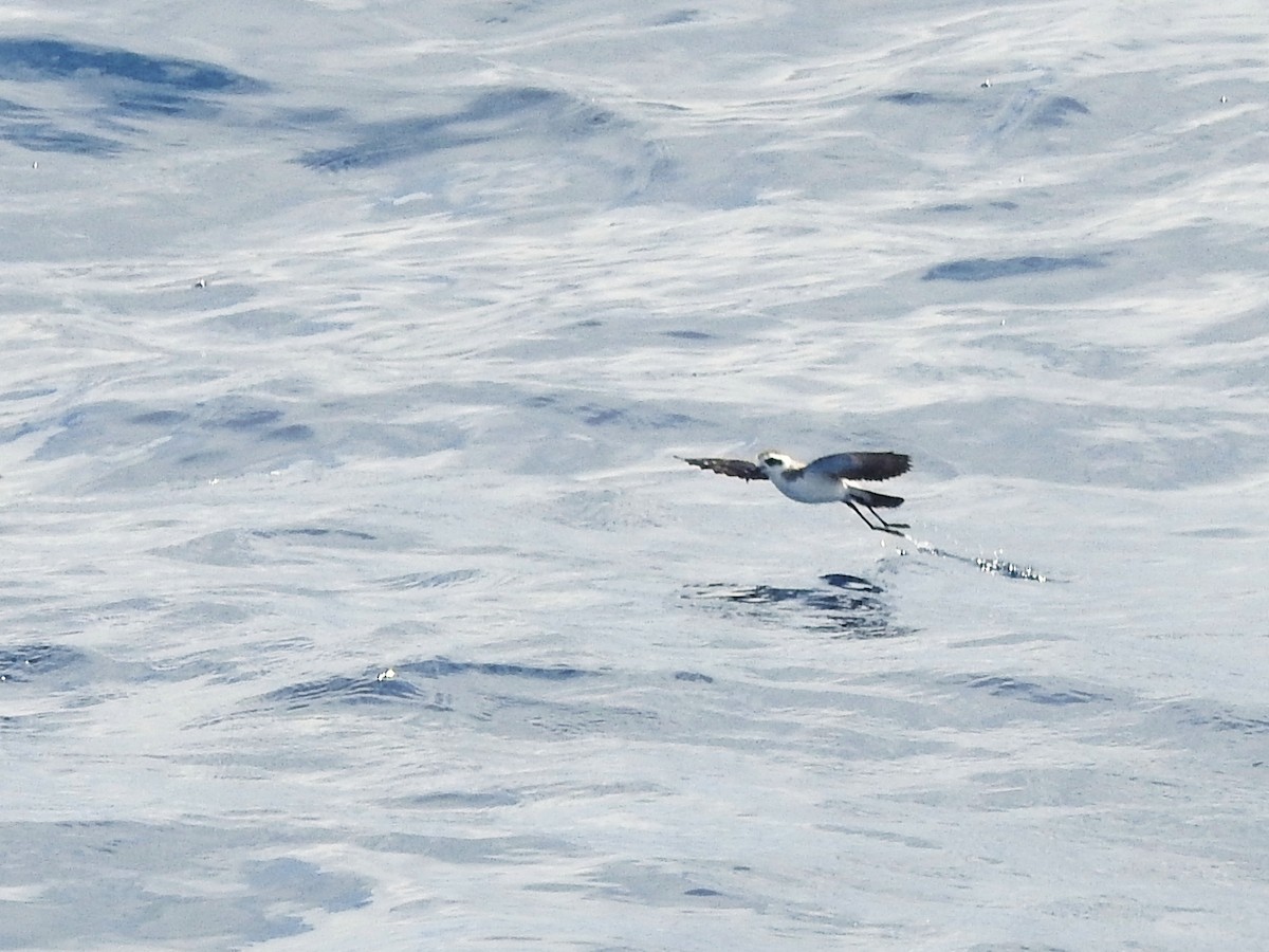 יסעורון לבן-פנים - ML646225142