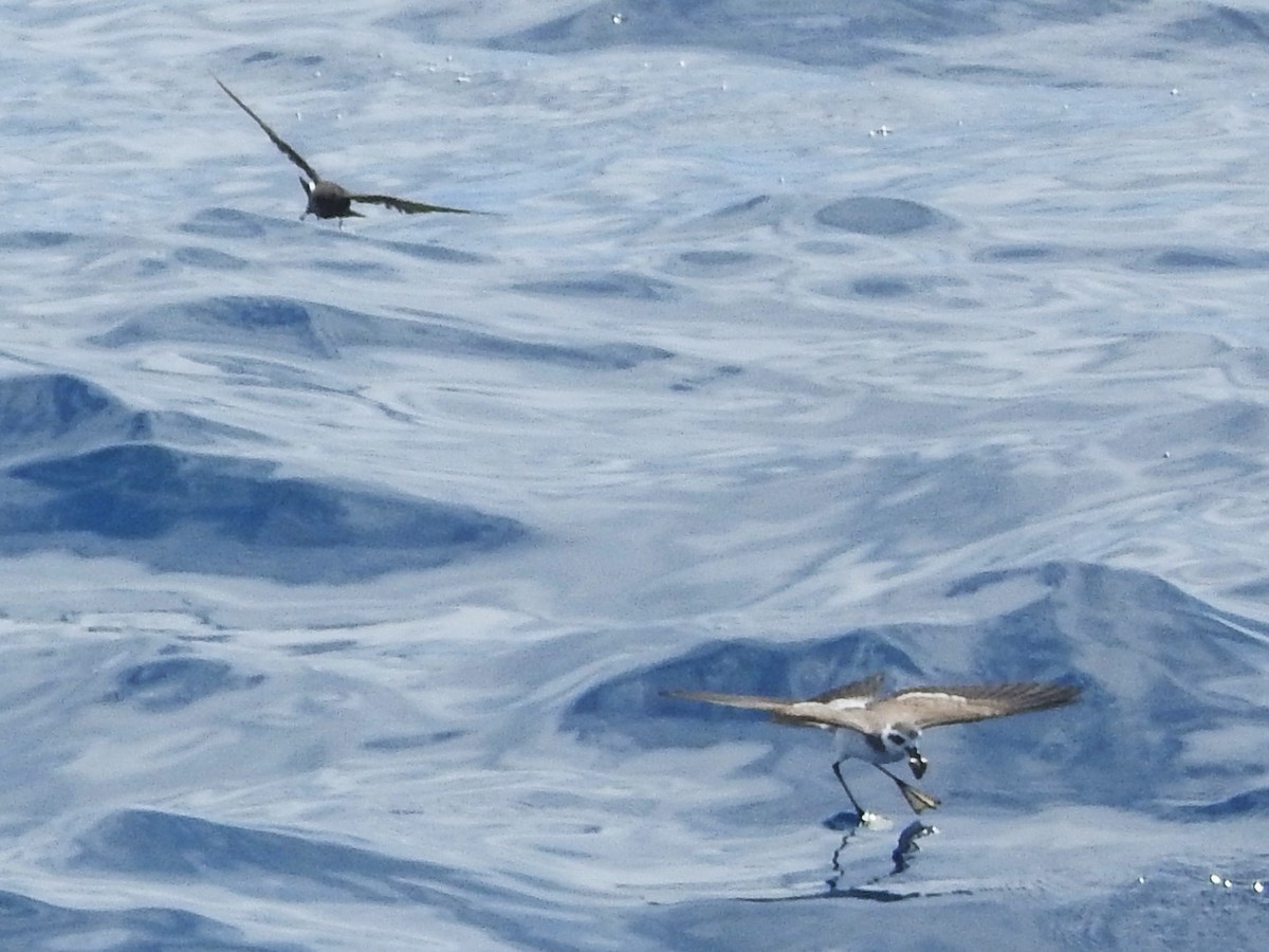 יסעורון לבן-פנים - ML646225143