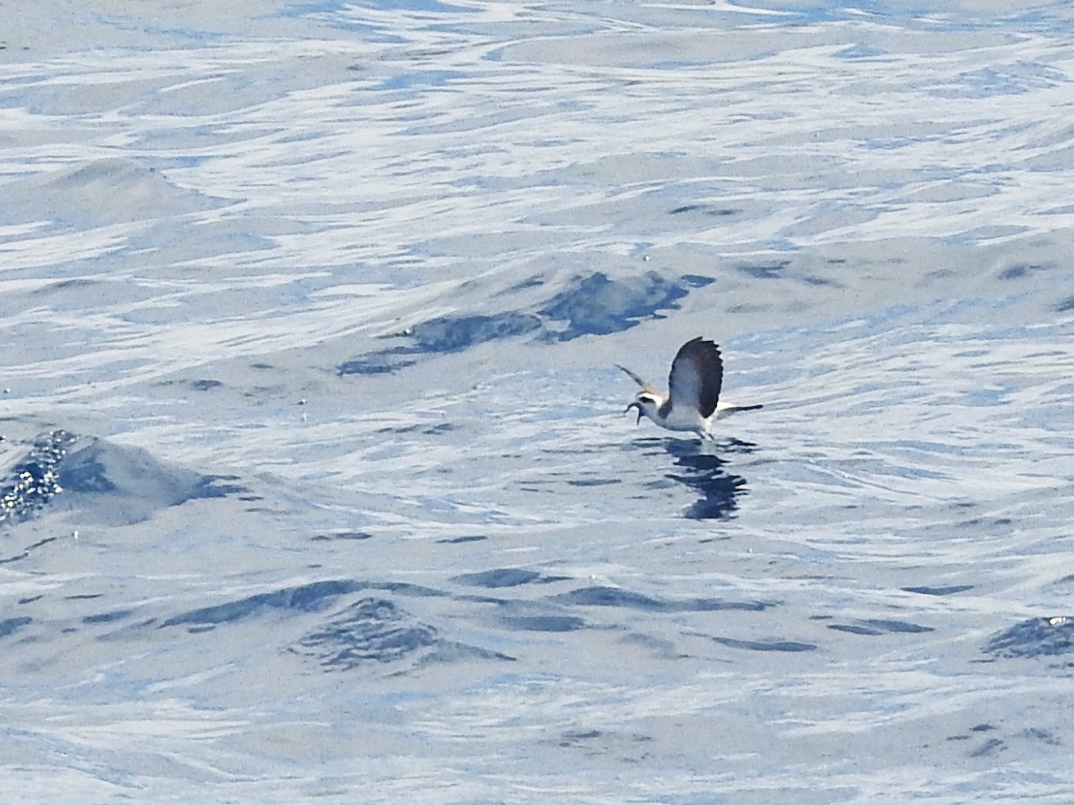 יסעורון לבן-פנים - ML646225144