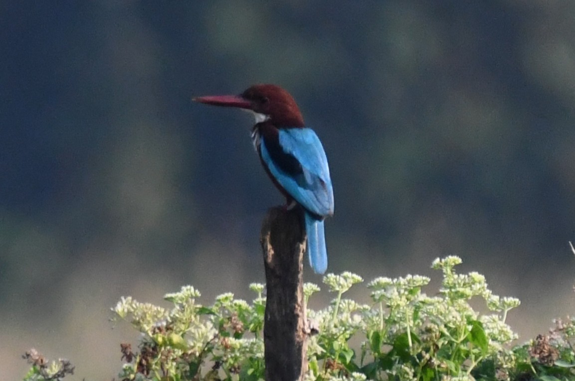 שלדג לבן-חזה - ML646225145