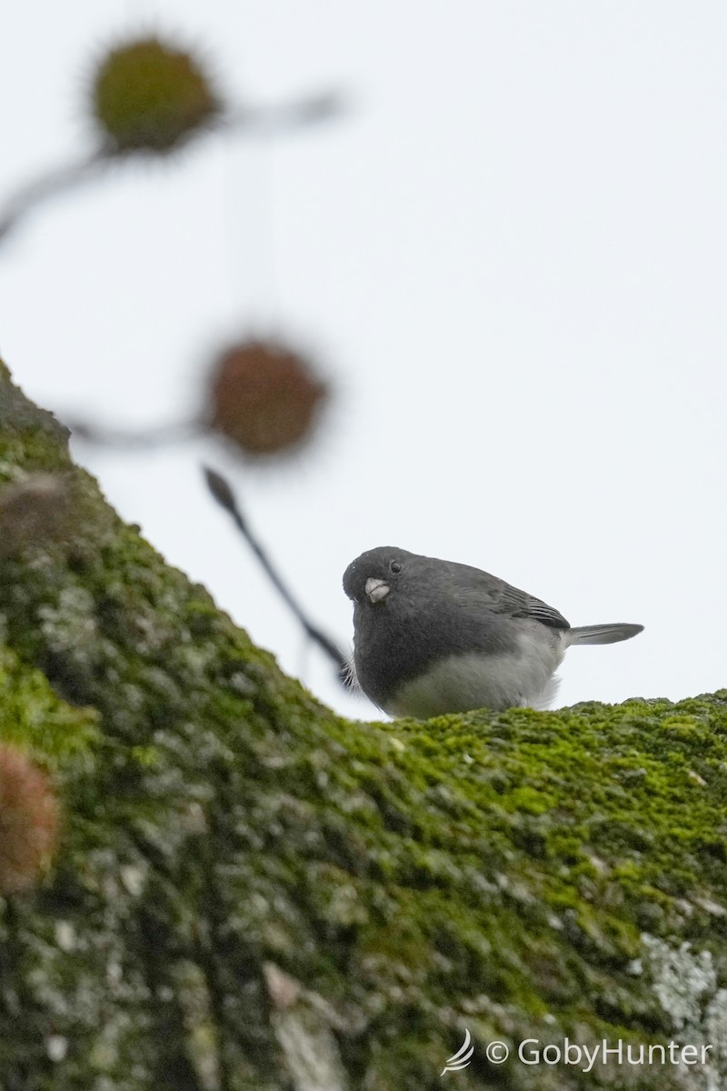 יונקו כהה-עין - ML646225146