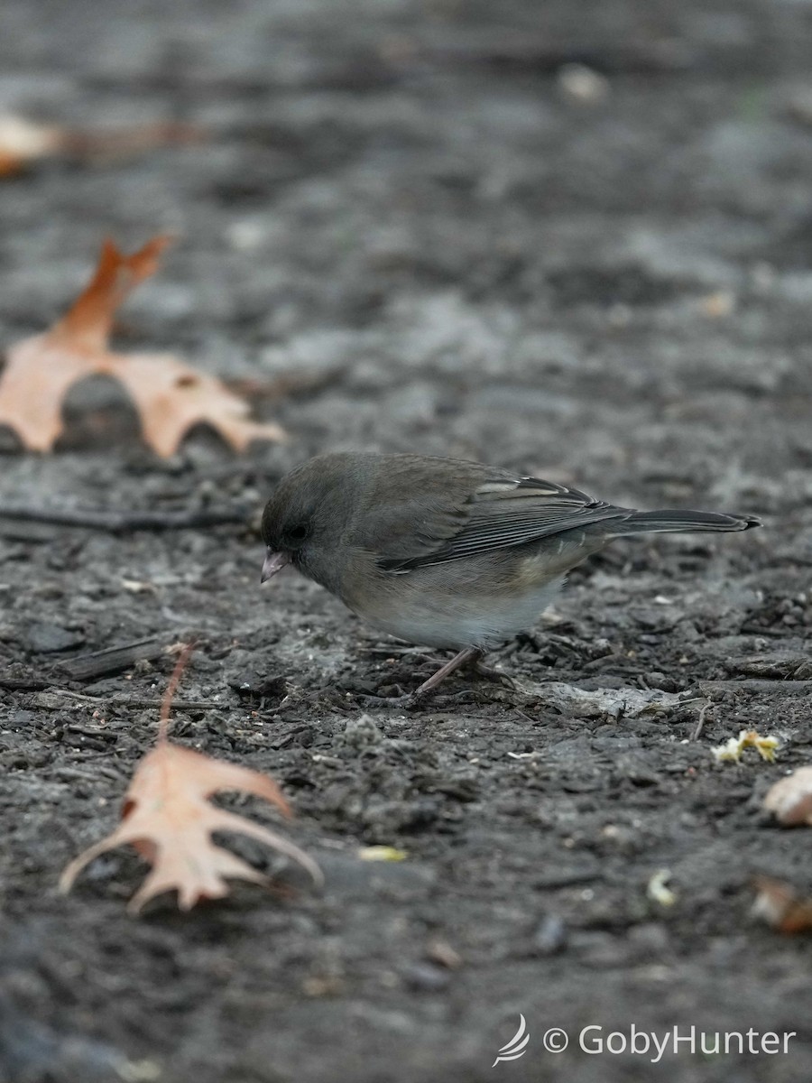 יונקו כהה-עין - ML646225147
