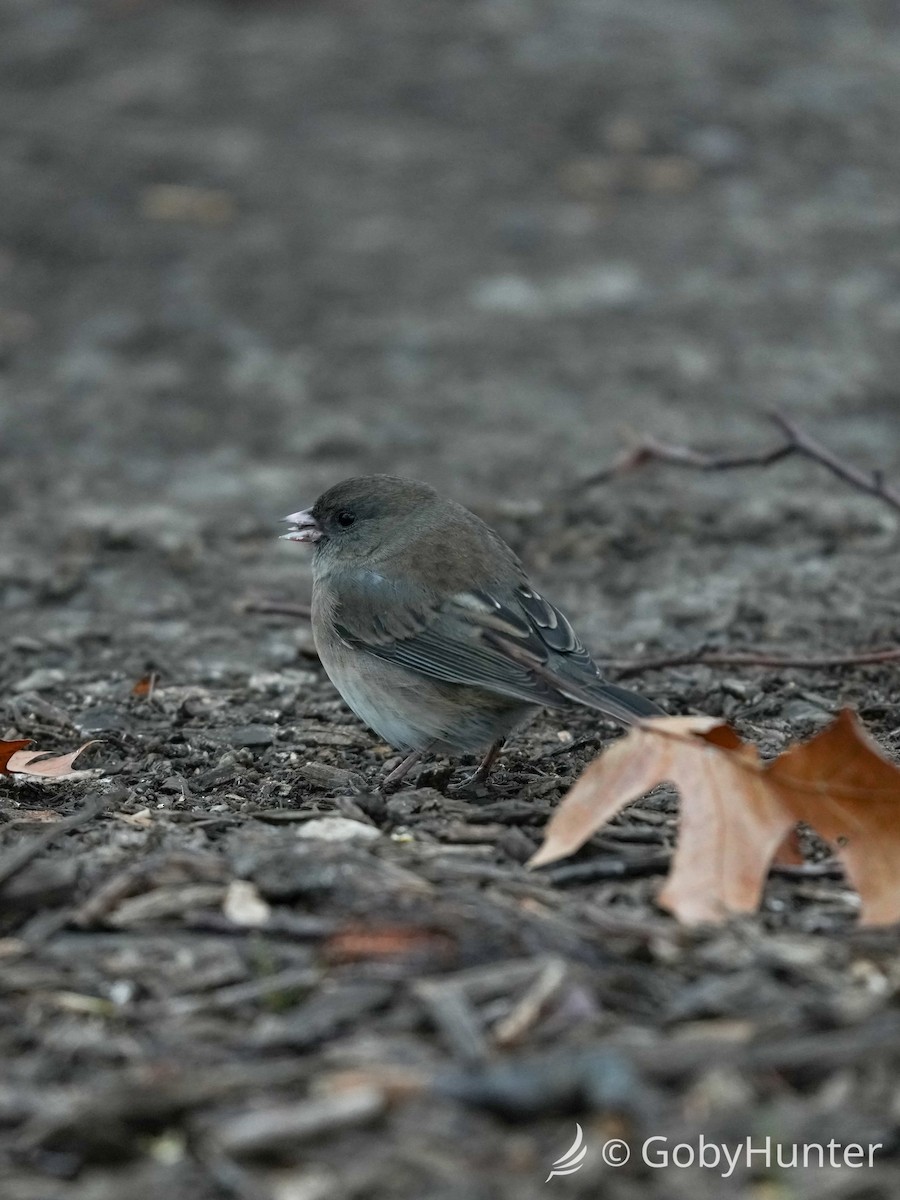 יונקו כהה-עין - ML646225148