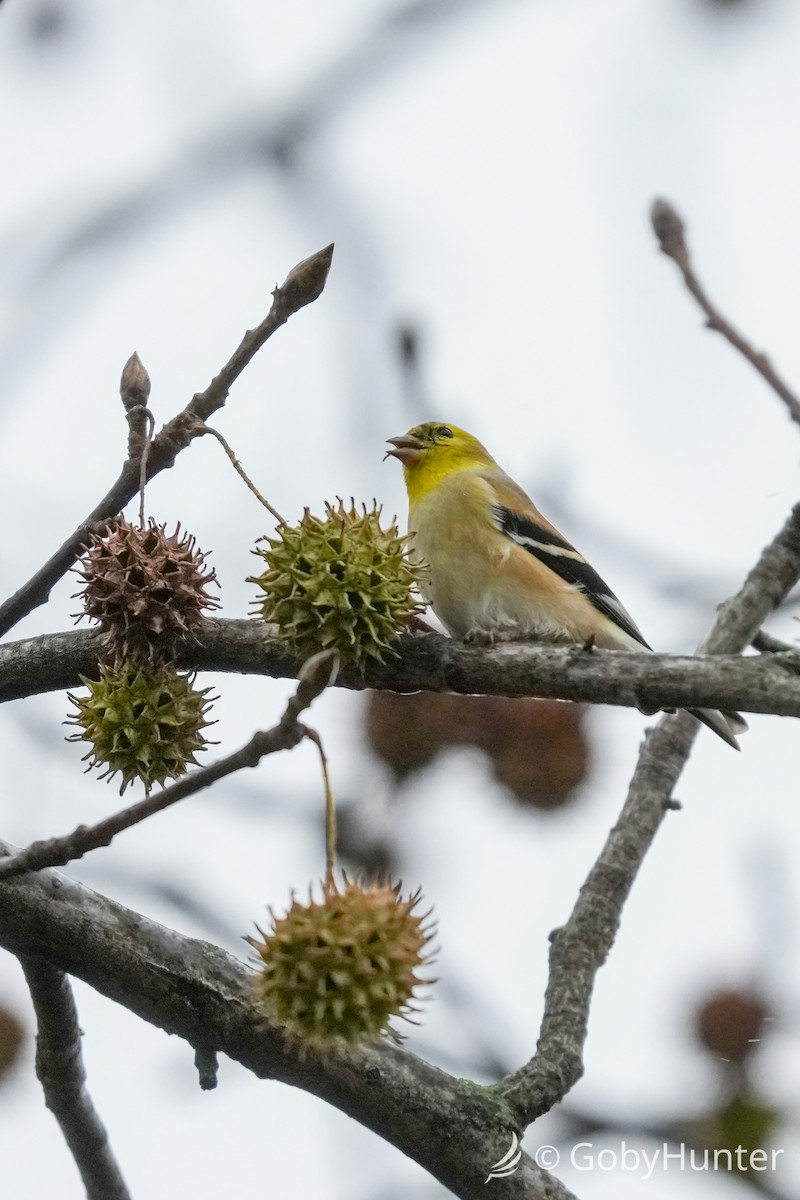 American Goldfinch - ML646225149