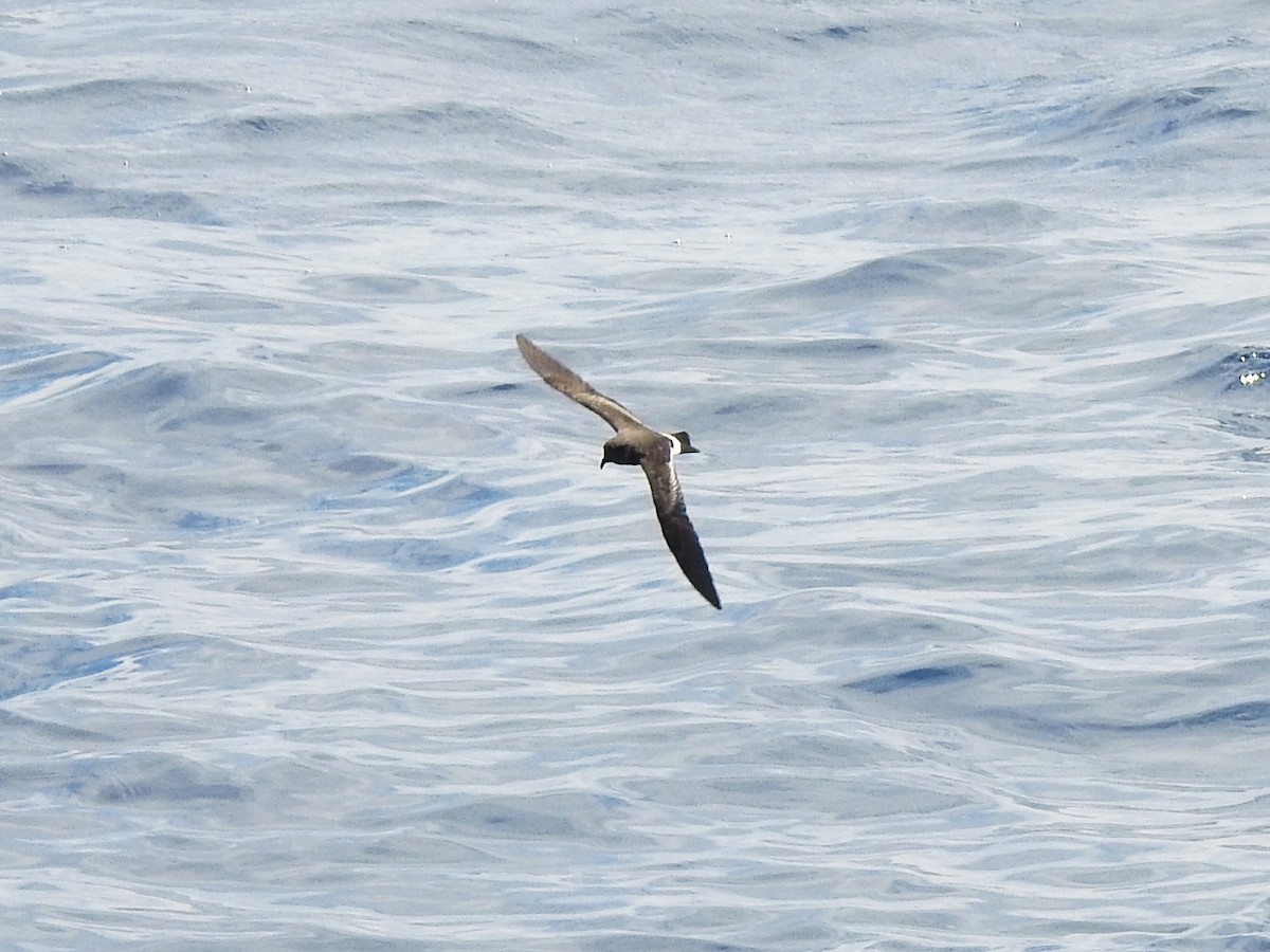 יסעורון וילסון - ML646225150